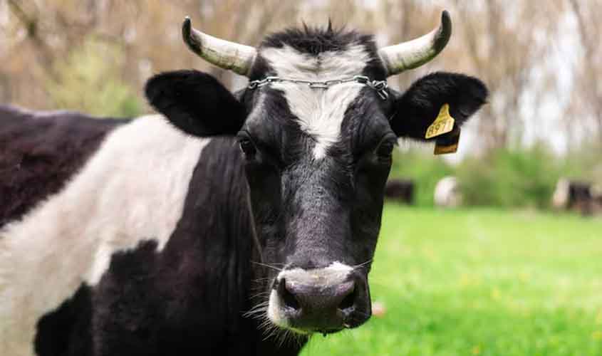 Mercado de Carnes: Preços do Boi Gordo, Frango e Suínos Apresentam Oscilações nesta Terça-feira (19)
