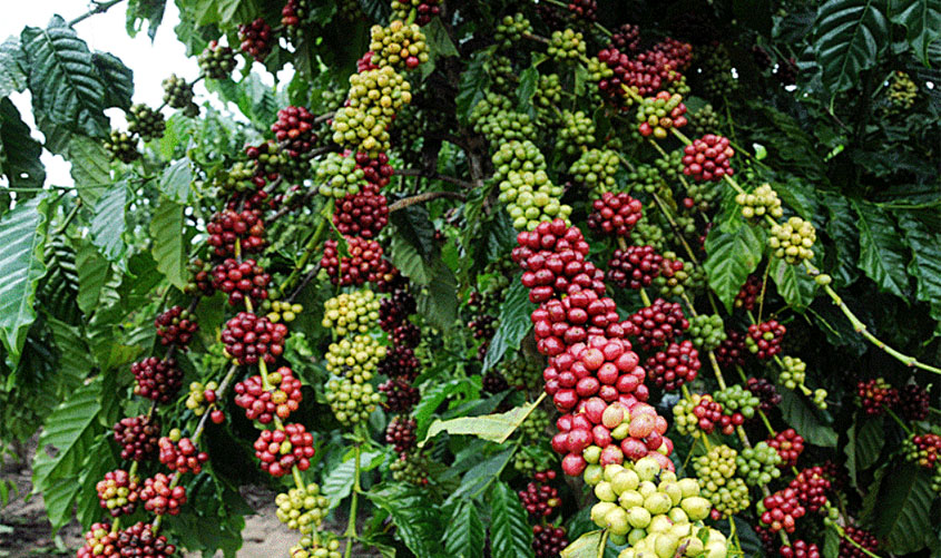 RO: Safra de café tem estimativa de aumento de 6% na produção