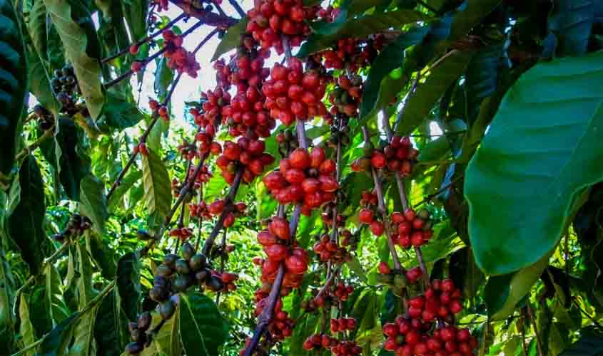 Cafés de Rondônia concorrem à premiação nacional em duas categorias