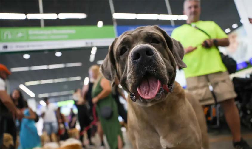 STF suspende transporte de animais de apoio emocional