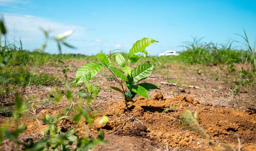 Prefeitura realiza reposição de mudas de essências florestais às margens das avenidas Santos Dumont e Décio Bueno