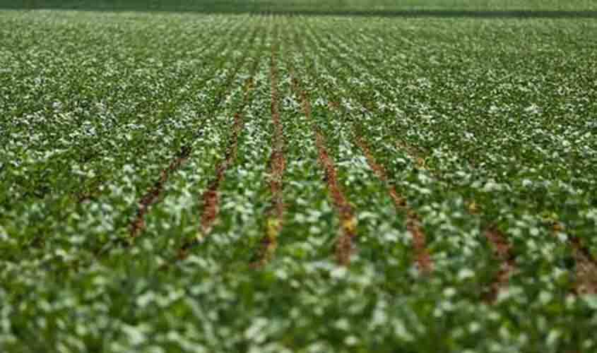 Soja mantém tendência de queda no preço, nesta segunda-feira (20)