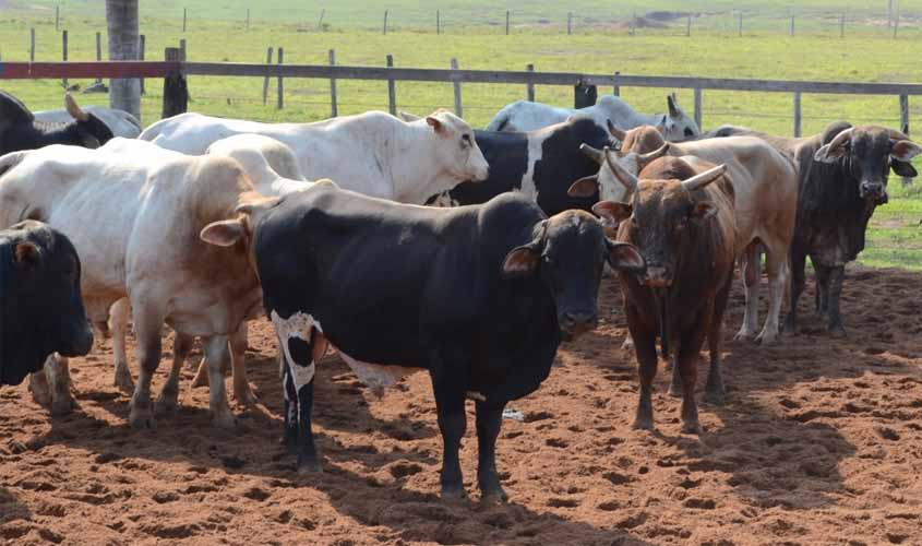 Governo e Ministério da Agricultura alinham plano estratégico de vacinação contra Febre Aftosa em Rondônia