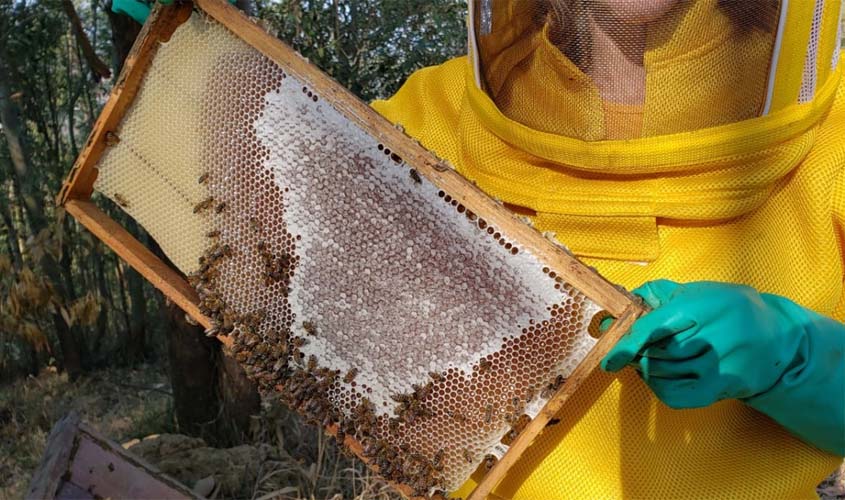 Produção de mel é fortalecida com integração regional