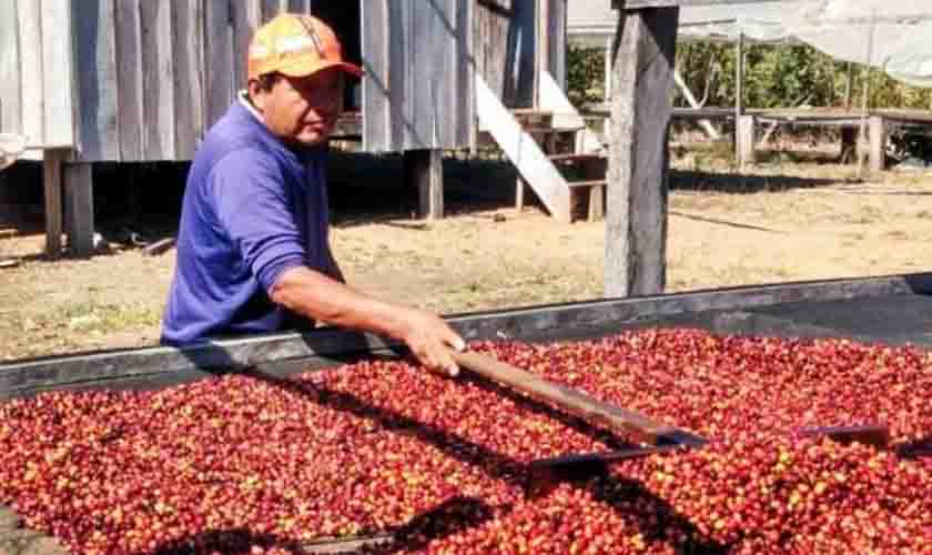 Áreas de cultivo de café da etnia Paiter Suruí fazem parte de rota turística em Rondônia