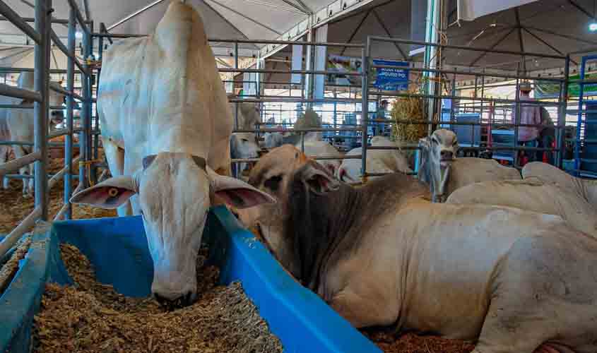 Fórum para Manutenção da Zona Livre de Febre Aftosa debate rastreabilidade bovina