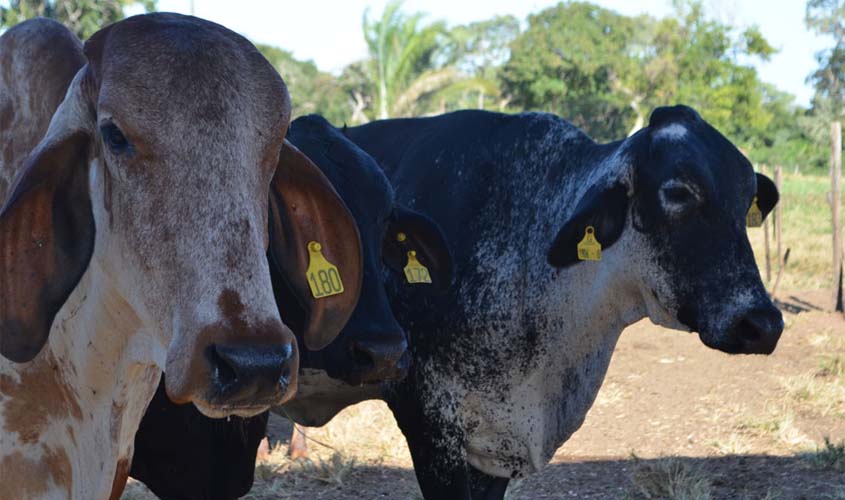 Fertilização in vitro vai impulsionar produção leiteira no Cone Sul de Rondônia