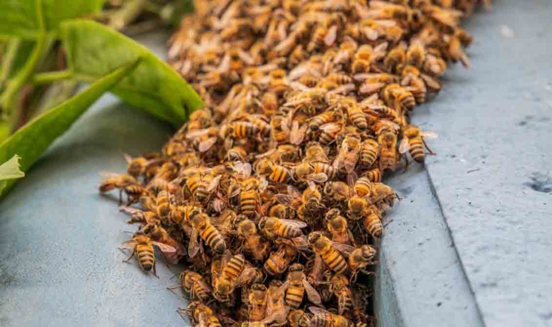 Sancionada a lei que regulamenta a criação de abelhas sem ferrão na área urbana de Porto Velho