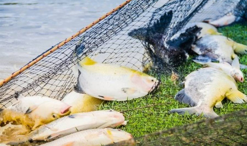 Inusitado: grande quantidade de peixes é furtada de tanque em fazenda de Vilhena; polícia investiga