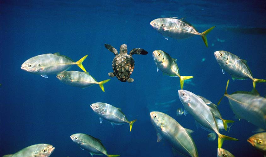 Rumo aos 40 milhões de tartarugas marinhas protegidas