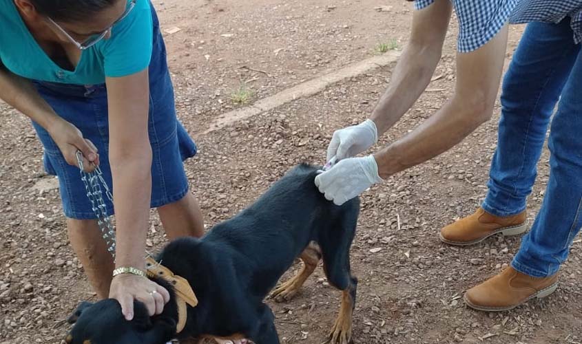 UNINASSAU Cacoal realiza vacinação antirrábica em Rolim de Moura
