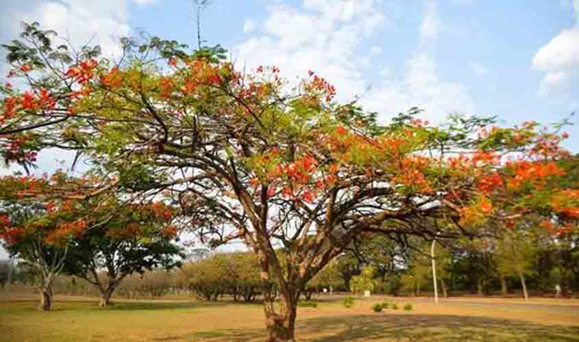 Primavera 2024: clima seco deve continuar até meados de novembro