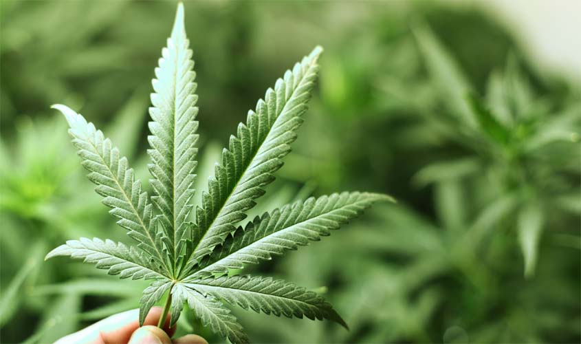 AGU confirma impedimento de cultivo doméstico de Cannabis sativa