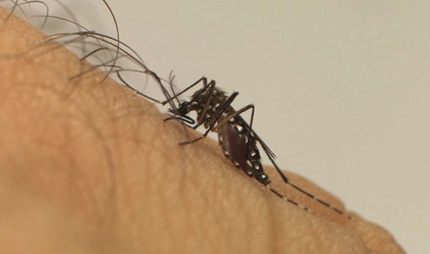 Papo de mosquito: automedicação
