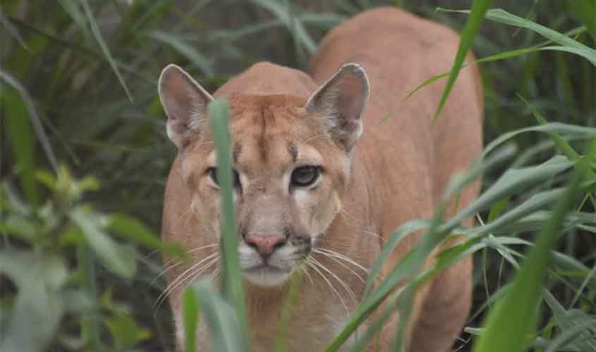 Guardiões do Pantanal: das cinzas ao renascimento da biodiversidade silvestre
