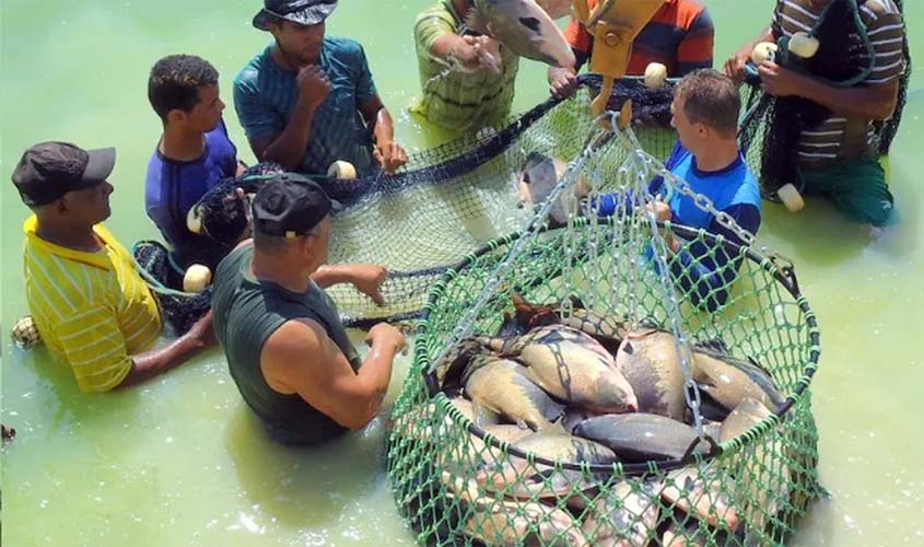 Rondônia domina produção de peixe tambaqui