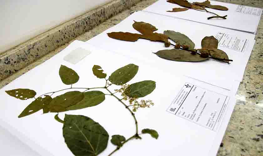 Herbário da Unir abriga a maior coleção da flora rondoniense