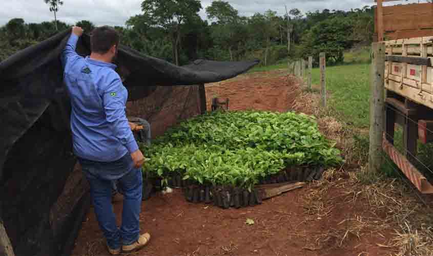 'Plante Mais': Cone Sul de Rondônia avança na produção agrícola com mudas clonais de café e cacau