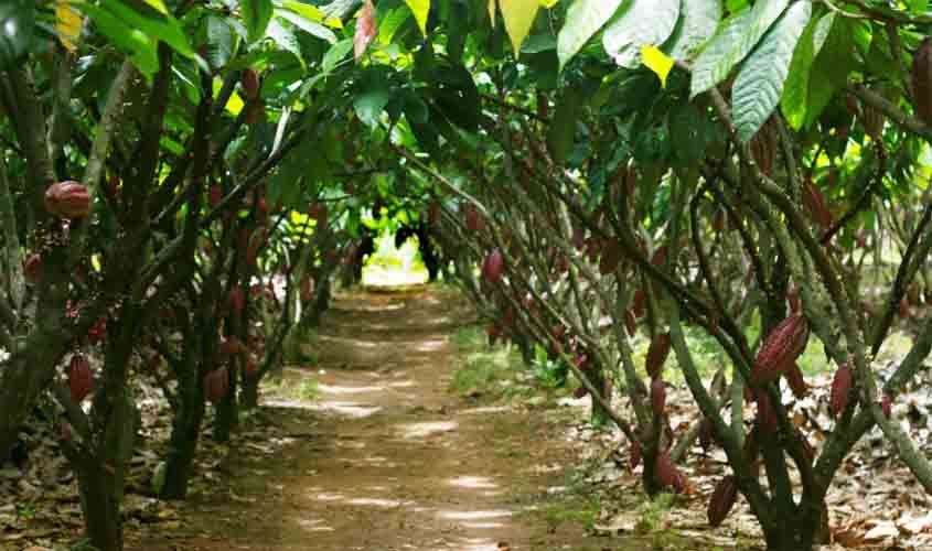 Produtores de Rondônia avançam para fase final do Concurso Nacional do Cacau Especial