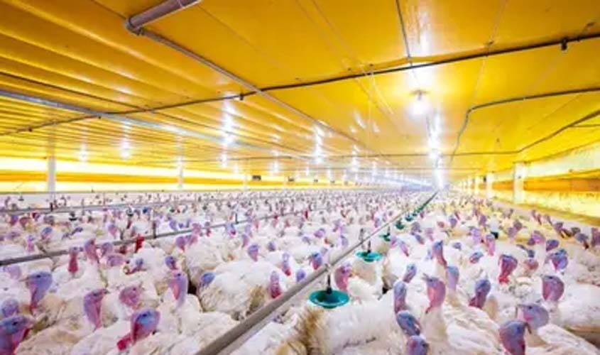 Países suspendem compras de aves brasileiras após surto