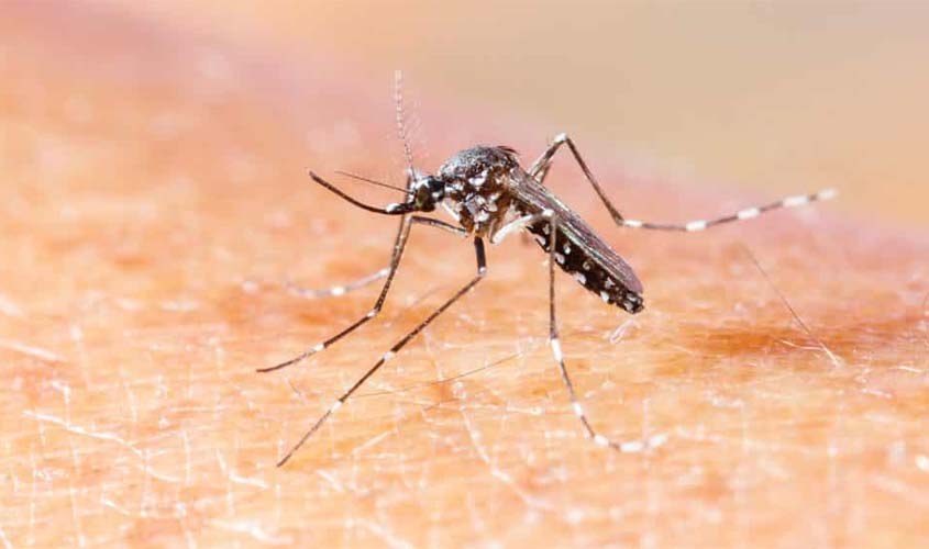 Combinação com células de insetos pode ser alternativa de baixo custo para testes no combate a epidemias de Chikungunya, Dengue e Zika