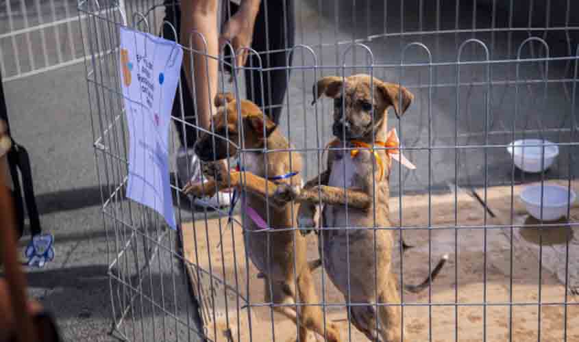 Prefeitura de Porto Velho realiza 10ª Feira de Adoção de Cães e Gatos como incentivo à adoção responsável