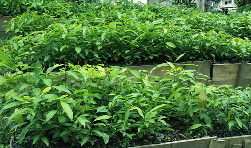 Mais de 300 produtores são beneficiados com a distribuição de 15 mil mudas de castanha-do-Brasil