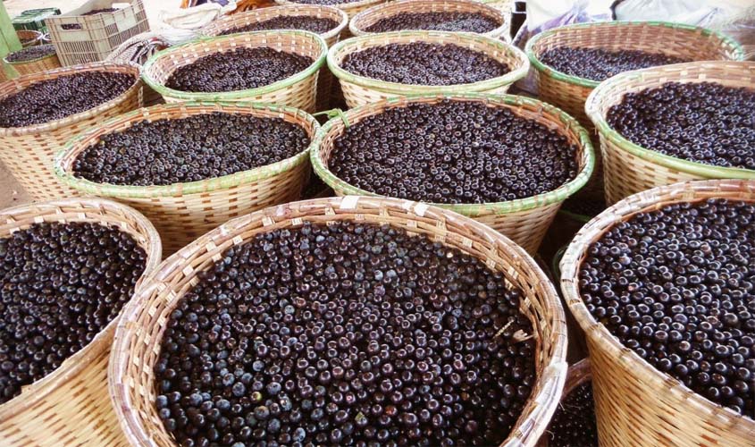 Açaí de Porto Velho é destaque na merenda escolar municipal