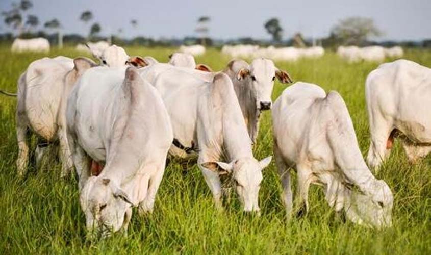 Mercado acompanha possível caso de mal da vaca louca no Pará