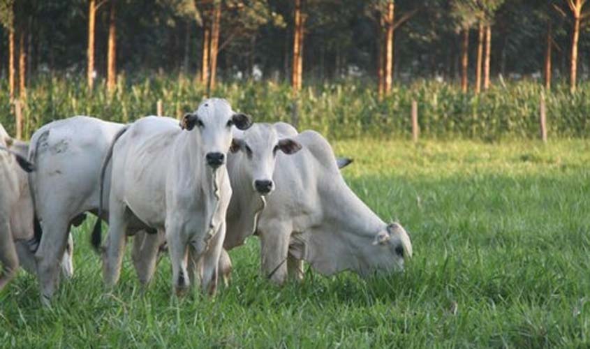 INDICADORES: preço do boi gordo inicia a quarta-feira (22) com alta de 0,67%