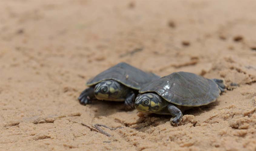 Programa Quelônios da Amazônia: 80 milhões de filhotes em 39 anos