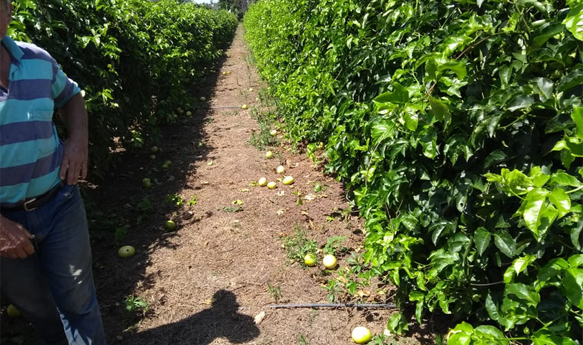 Município se destaca na produção de maracujá