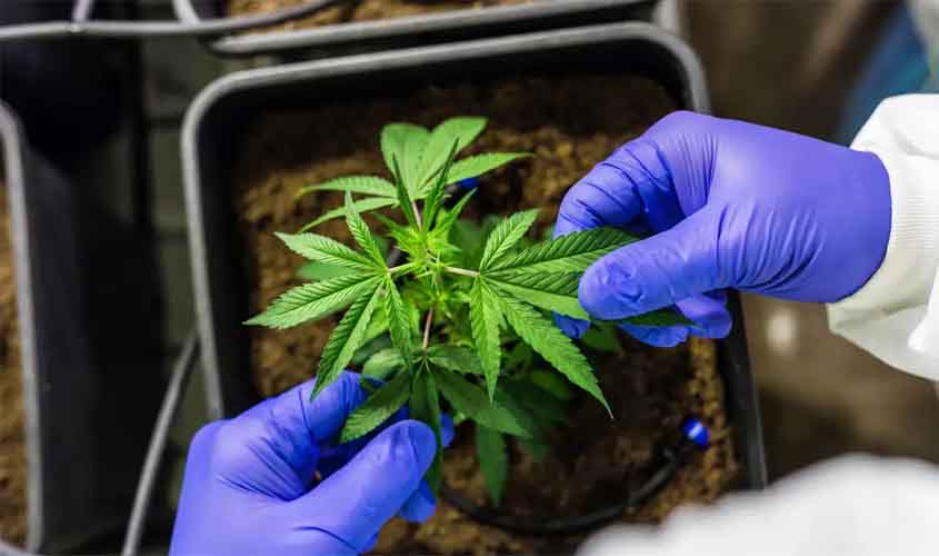 Cultivo de cannabis medicinal pelo agronegócio é destaque em congresso