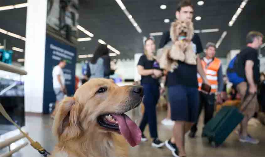 Convívio com animais traz benefícios à saúde física e mental do tutor