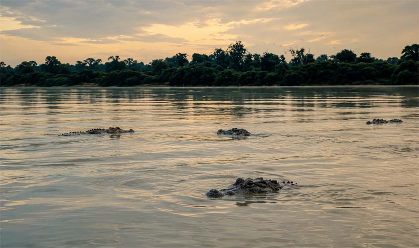 Carne de jacaré avança em reconhecimento geográfico