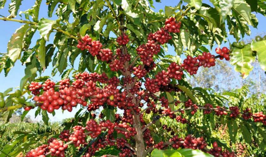 Debate sobre avanços do café pretende promover produção com sustentabilidade