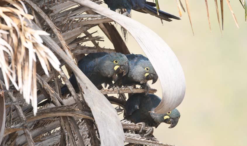 Nascem três filhotes de arara-azul-de-lear no Boqueirão da Onça