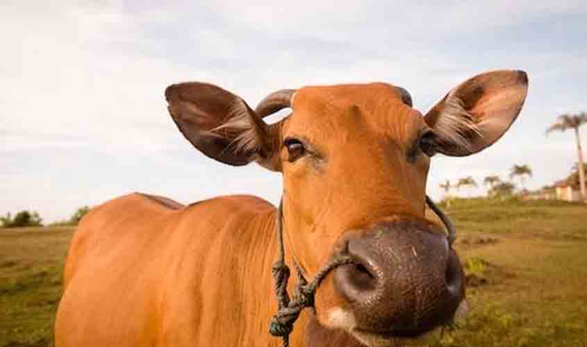 Boi gordo sobe e é cotado a R$ 327,15