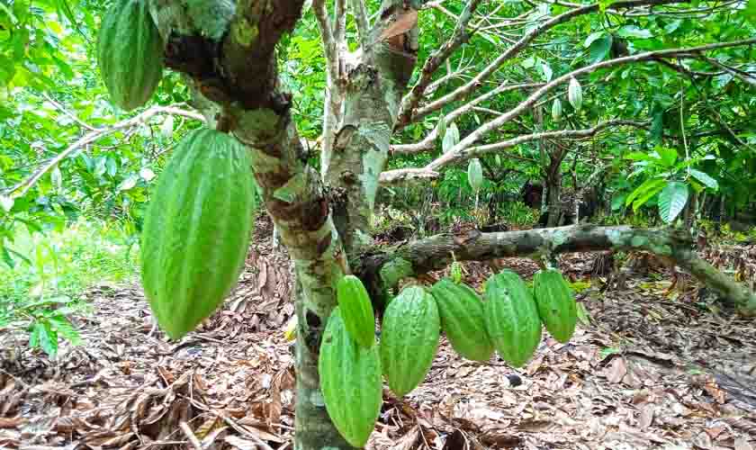 Indígenas da etnia Paiter-Suruí querem aumentar produção de cacau e chocolate