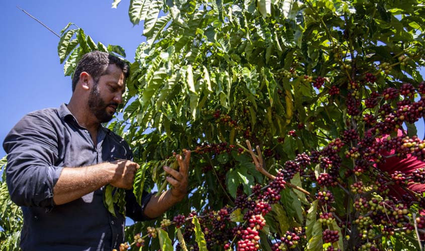 Com apoio da Prefeitura de Porto Velho, produtor de café de Rio Pardo amplia produção