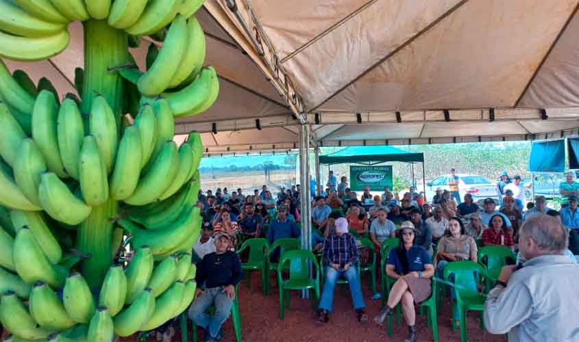 Potencial da cultivar banana BRS Terra-anã é evidenciado em Dia de Campo