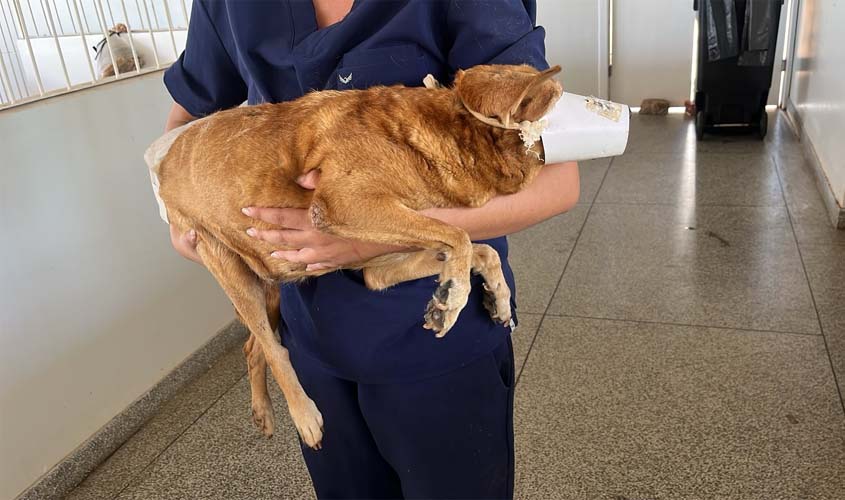 Cão atropelado é salvo na Avenida Tiradentes