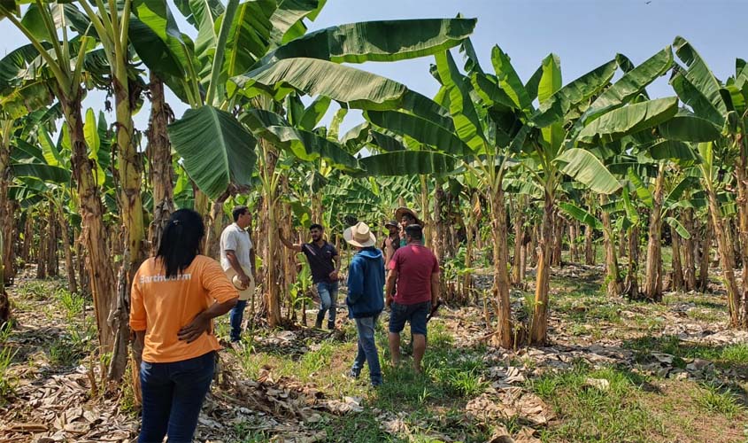 Cultura da banana fortalece agricultura familiar em Rondônia, gerando emprego e renda