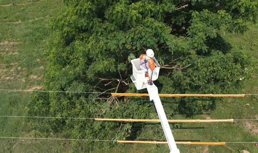 Poda preventiva e plantio adequado de árvores são fundamentais para garantir a segurança da rede elétrica