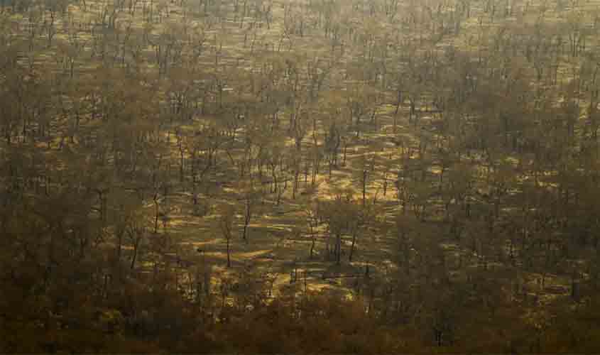 Incêndios e seca na Amazônia e no Pantanal batem marcas históricas