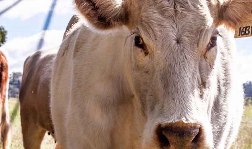 Boi gordo hoje: confira as cotações para terça-feira (23)