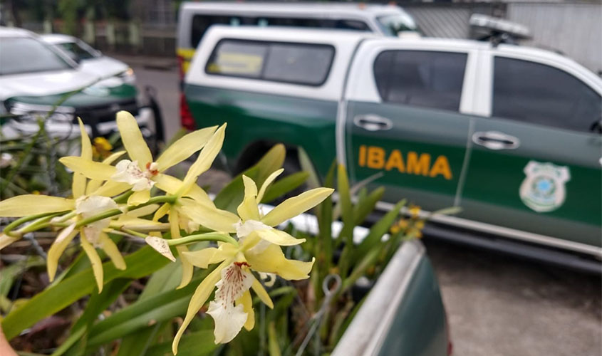 Operação combate comércio ilegal de orquídeas em Pernambuco