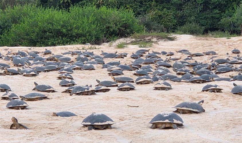Desova das tartarugas-da-Amazônia começa no Vale do Guaporé 