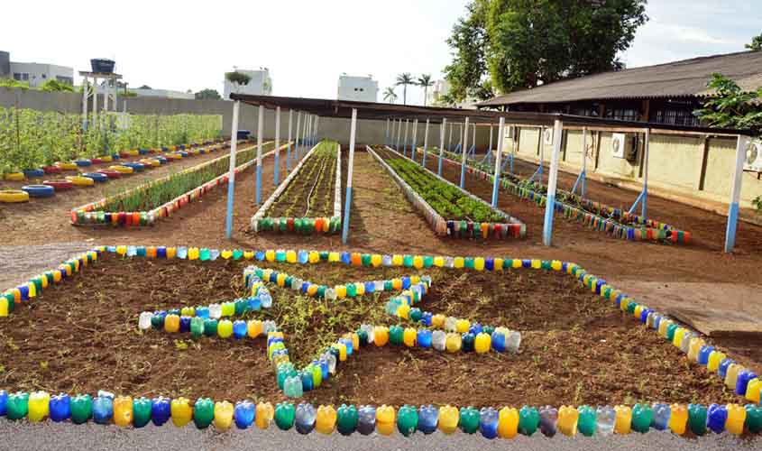 Horta na escola produz alimento nutritivo para a merenda escolar