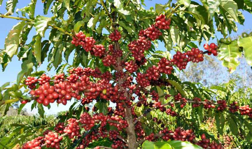Governo vai comprar café robusta produzido em Rondônia; licitação será realizada no dia 5 de dezembro